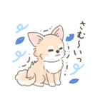 【年末年始】チワワちゃん年賀スタンプ再販（個別スタンプ：29）