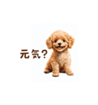 トイプードルのゆるっとアニメーション♪（個別スタンプ：4）
