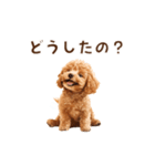 トイプードルのゆるっとアニメーション♪（個別スタンプ：5）