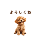 トイプードルのゆるっとアニメーション♪（個別スタンプ：10）