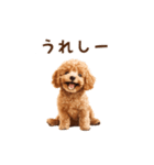 トイプードルのゆるっとアニメーション♪（個別スタンプ：12）