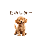 トイプードルのゆるっとアニメーション♪（個別スタンプ：13）