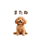 トイプードルのゆるっとアニメーション♪（個別スタンプ：21）