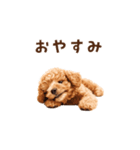 トイプードルのゆるっとアニメーション♪（個別スタンプ：24）