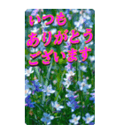 美しい言語（個別スタンプ：28）