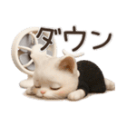 毎日ずっ〜と使える♡愛猫のご挨拶【3D】（個別スタンプ：25）