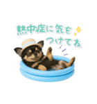 ▶動く癒し黒チワワの「夏」の毎日（個別スタンプ：17）