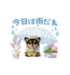 ▶動く癒し黒チワワの「夏」の毎日（個別スタンプ：21）