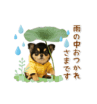 ▶動く癒し黒チワワの「夏」の毎日（個別スタンプ：23）