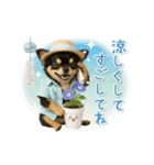 ▶動く癒し黒チワワの「夏」の毎日（個別スタンプ：24）