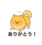 名前入りポメラニアンオレンジ（個別スタンプ：1）