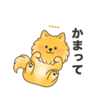 名前入りポメラニアンオレンジ（個別スタンプ：16）