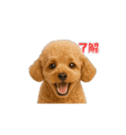 表情で伝える♡トイプースタンプ（個別スタンプ：8）