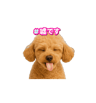 表情で伝える♡トイプースタンプ（個別スタンプ：12）