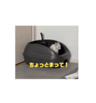 おじょう日記2（個別スタンプ：4）