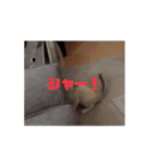 おじょう日記2（個別スタンプ：5）