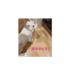 おじょう日記2（個別スタンプ：6）