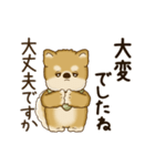 動く柴犬さん 2025 「丁寧な長文」（個別スタンプ：4）