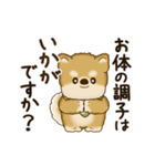動く柴犬さん 2025 「丁寧な長文」（個別スタンプ：6）