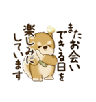 動く柴犬さん 2025 「丁寧な長文」（個別スタンプ：24）