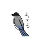 眉毛付き身近な鳥スタンプ（個別スタンプ：23）