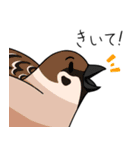 眉毛付き身近な鳥スタンプ（個別スタンプ：24）