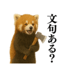 【爆笑】めっちゃ面白いレッサーパンダ（個別スタンプ：1）