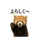 【爆笑】めっちゃ面白いレッサーパンダ（個別スタンプ：6）
