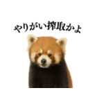 【爆笑】めっちゃ面白いレッサーパンダ（個別スタンプ：8）