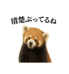 【爆笑】めっちゃ面白いレッサーパンダ（個別スタンプ：9）