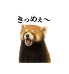 【爆笑】めっちゃ面白いレッサーパンダ（個別スタンプ：10）