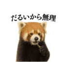【爆笑】めっちゃ面白いレッサーパンダ（個別スタンプ：11）
