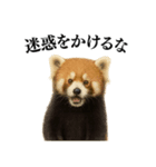 【爆笑】めっちゃ面白いレッサーパンダ（個別スタンプ：12）