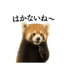 【爆笑】めっちゃ面白いレッサーパンダ（個別スタンプ：14）