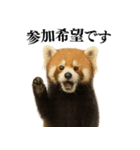 【爆笑】めっちゃ面白いレッサーパンダ（個別スタンプ：15）