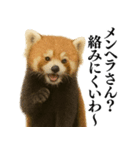 【爆笑】めっちゃ面白いレッサーパンダ（個別スタンプ：16）
