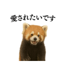 【爆笑】めっちゃ面白いレッサーパンダ（個別スタンプ：19）