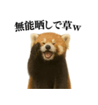 【爆笑】めっちゃ面白いレッサーパンダ（個別スタンプ：20）