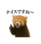 【爆笑】めっちゃ面白いレッサーパンダ（個別スタンプ：21）