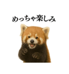 【爆笑】めっちゃ面白いレッサーパンダ（個別スタンプ：22）