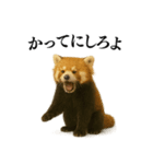 【爆笑】めっちゃ面白いレッサーパンダ（個別スタンプ：24）
