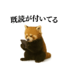 【爆笑】めっちゃ面白いレッサーパンダ（個別スタンプ：25）