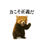 【爆笑】めっちゃ面白いレッサーパンダ（個別スタンプ：26）