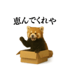 【爆笑】めっちゃ面白いレッサーパンダ（個別スタンプ：27）