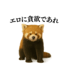 【爆笑】めっちゃ面白いレッサーパンダ（個別スタンプ：29）