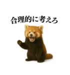 【爆笑】めっちゃ面白いレッサーパンダ（個別スタンプ：30）