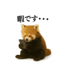 【爆笑】めっちゃ面白いレッサーパンダ（個別スタンプ：31）