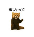 【爆笑】めっちゃ面白いレッサーパンダ（個別スタンプ：32）