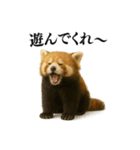 【爆笑】めっちゃ面白いレッサーパンダ（個別スタンプ：34）