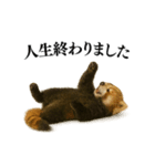 【爆笑】めっちゃ面白いレッサーパンダ（個別スタンプ：35）
